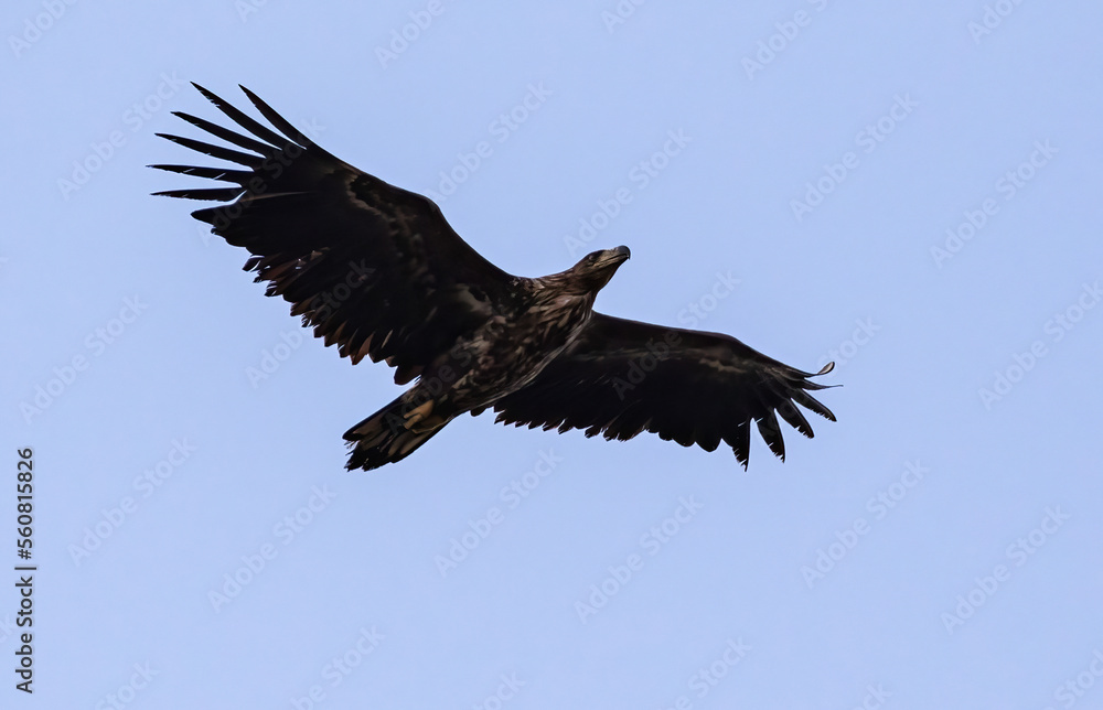 White-tailed Sea Eagle at Öland Sweden White-tailed Sea Eagle at Öland Sweden