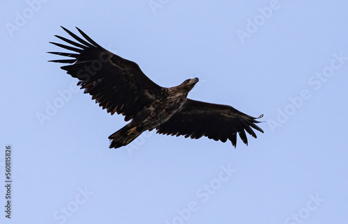 White-tailed Sea Eagle at Öland Sweden