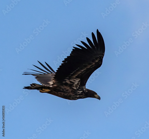 White-tailed Sea Eagle at Öland Sweden