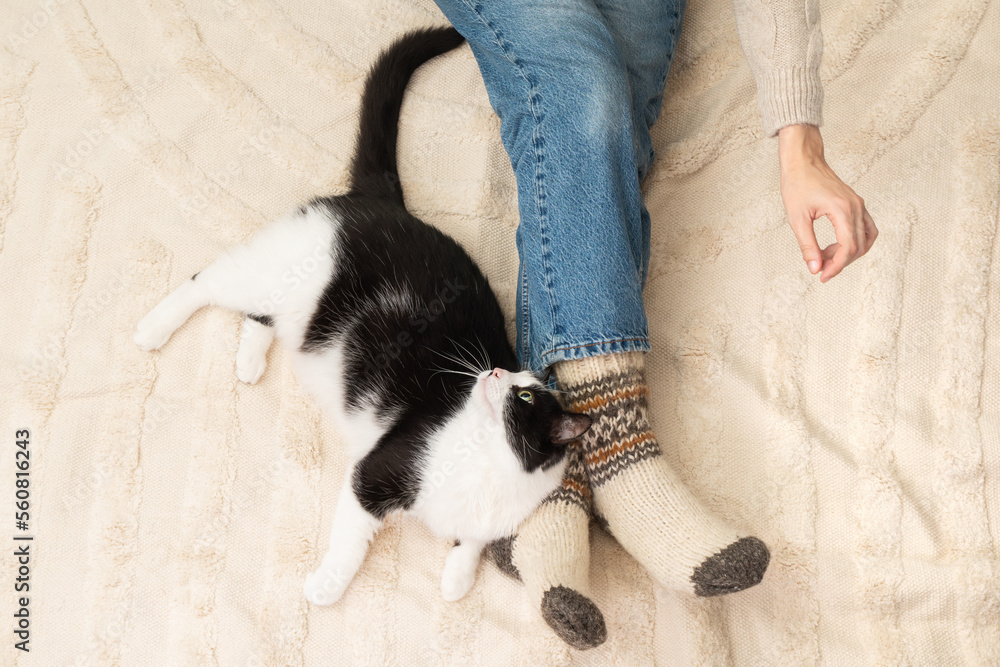 Festive socks on legs and cute mixed breed playful white and black cat on carpet.