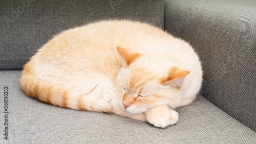 Pastel orange mixed breed cat sleeping on grey sofa. Atmospheric moments lifestyle.