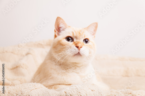 Cute mixed breed blue eyes cat on beige plaid. Pets care and welfare concept.