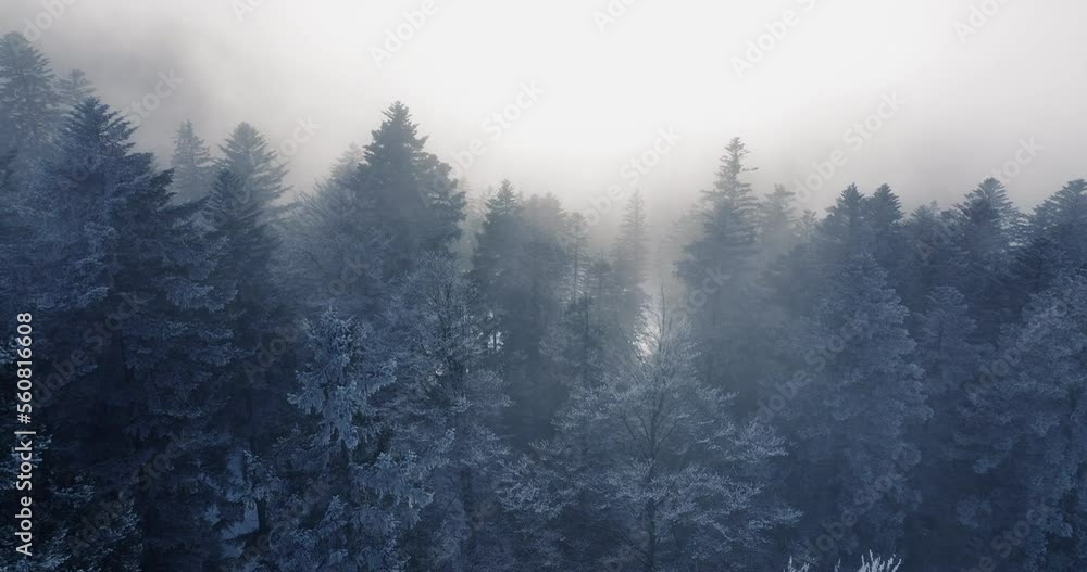 Beautiful nature environment in cold winter weather season shot in slow motion Beautiful nature environment in cold winter weather season shot in slow motion