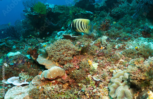 Bright and colorful underwater life of fish and corals in the world's oceans