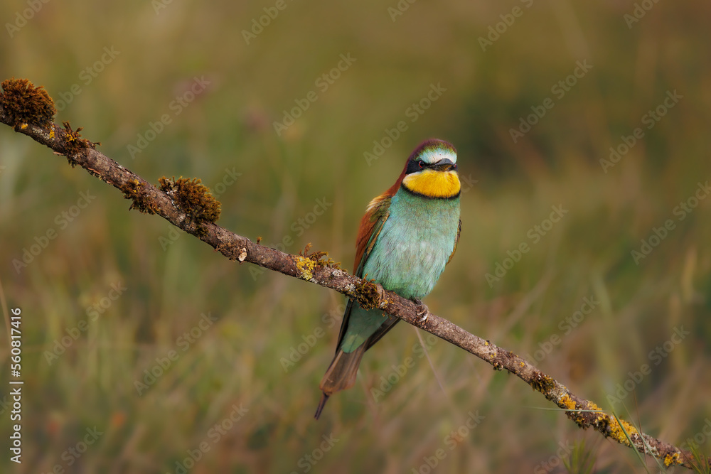 Fototapeta premium Abejaruco -Merops apiaster