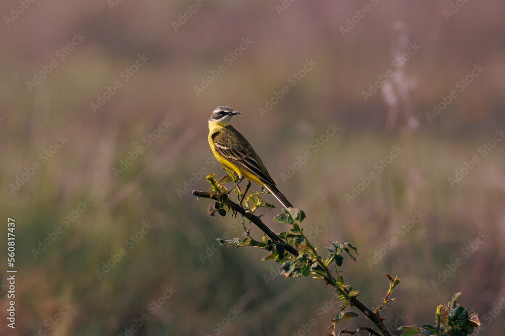 Fototapeta premium Lavandera cascadeña -Motacilla cinerea