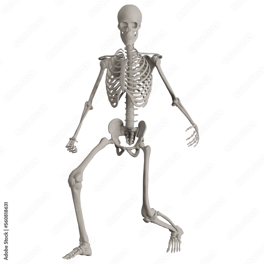 skeleton posing 3d render illustration with transparent background skeleton posing 3d render illustration with transparent background