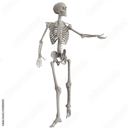 skeleton posing 3d render illustration with transparent background 