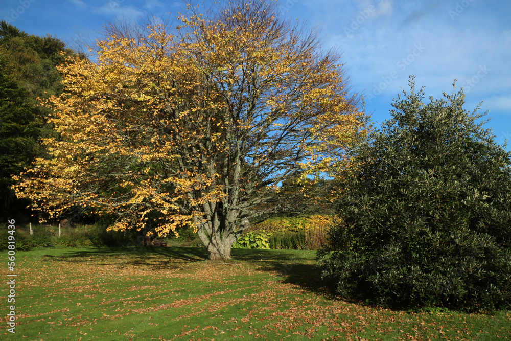 Garden in the Leith Hall Estate - Aberdeenshire - Scotland - UK