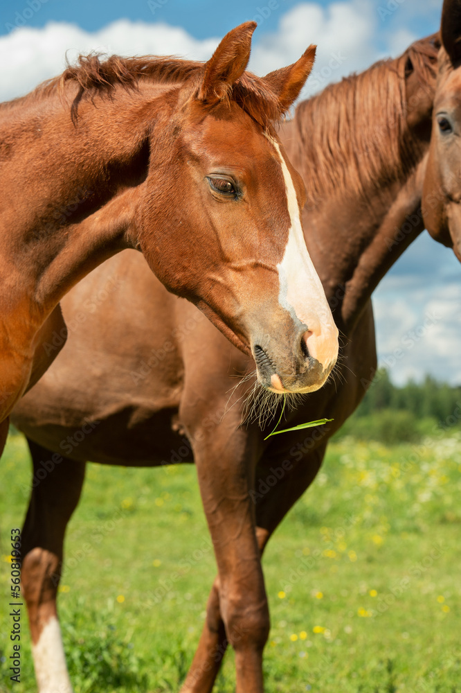 portrait of beautiful chestnut sportive colt in meadow with his mom. sunny summer day portrait of beautiful chestnut sportive colt in meadow with his mom. sunny summer day