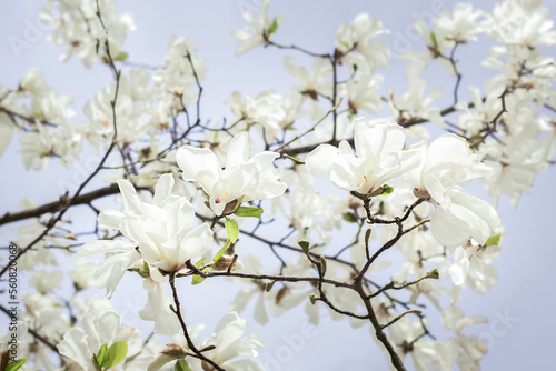White magnolia flowers on a magnolia branch. Blooming tree on a spring day. Nature