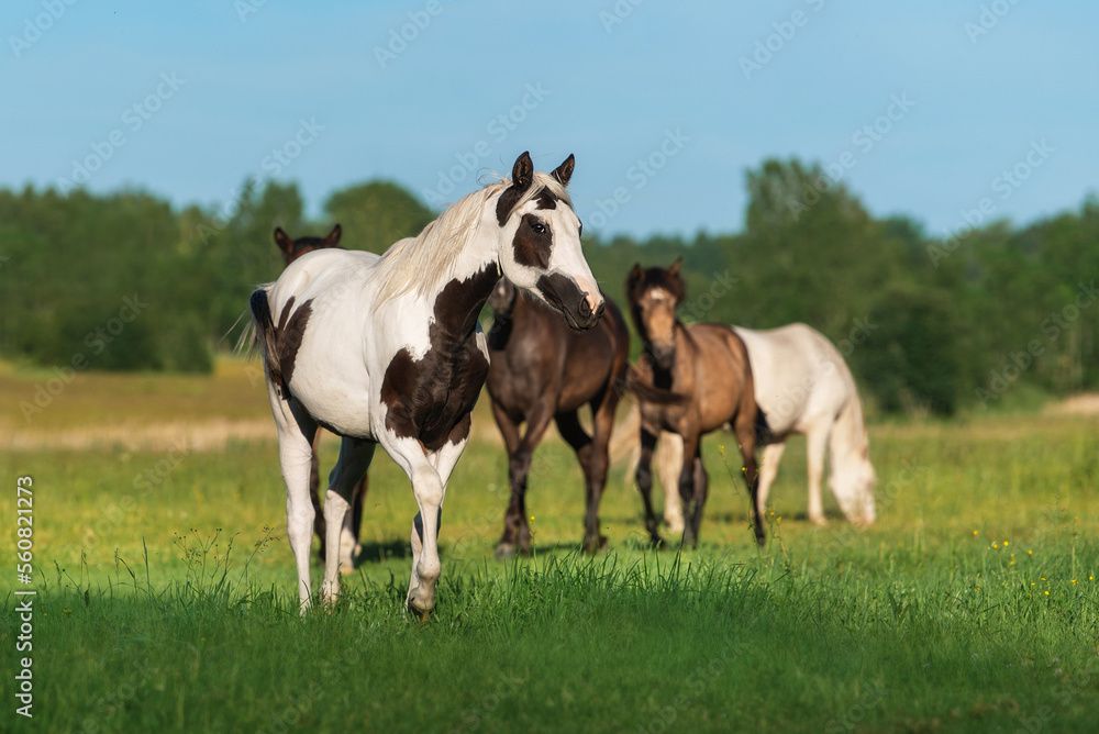 Herd of horses in the field in summer