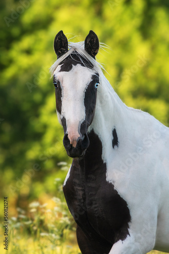 Portrait of american  paint horse in summer