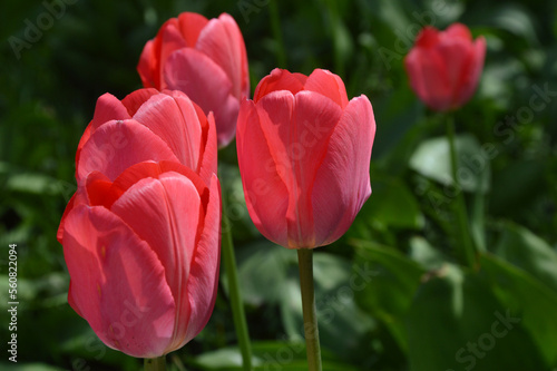 Flowers of red tulips on green leaves. Spring flowers in a flowerbed in a city park.