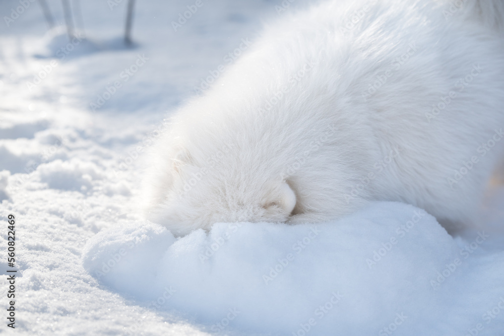 Fototapeta premium Samoyed white dog is playing on snow outside