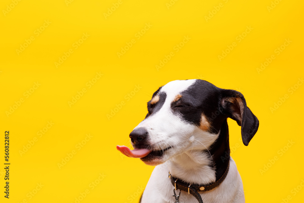 Portraite of adorable, happy puppy of Jack Russell Terrier. Cute smiling dog on yellow background. Free space for text.