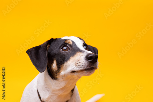 Portraite of adorable, happy puppy of Jack Russell Terrier. Cute smiling dog on yellow background. Free space for text. © KDdesignphoto
