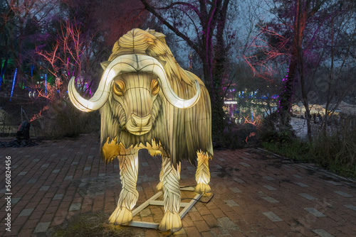 Big glowing sculpture of an African buffalo with horns. The Christmas advertising campaign. A piece of the Arctic in the city  luminous animals of different species. The nighttime of the New Year.