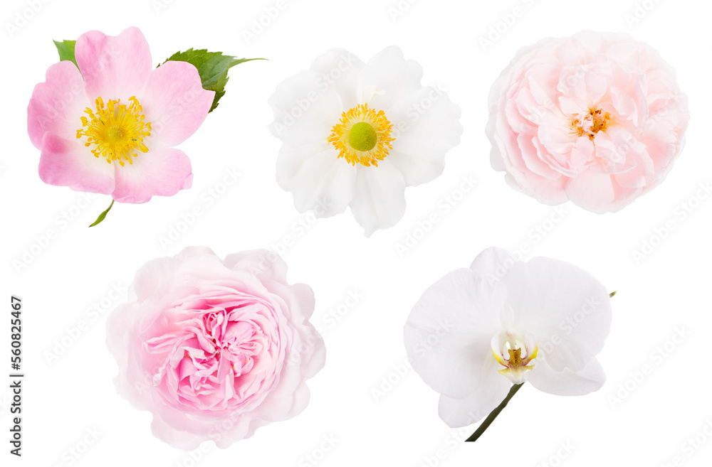 Collection of pink white flowers isolated on white background. Selection of Rosehip, Anemone, Rose, Phalaenopsis