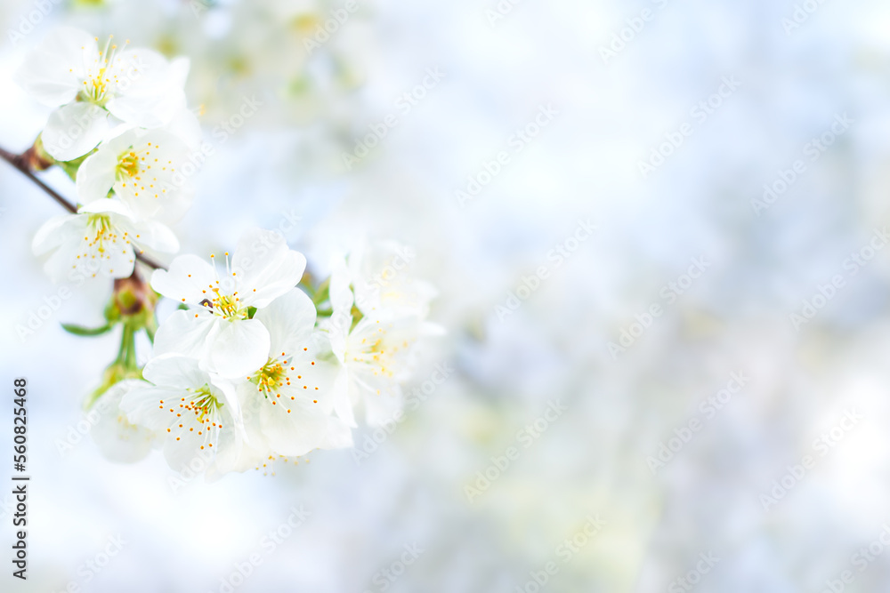 White cherry flowers. Selective focus, bokeh and blur. Copyspace
