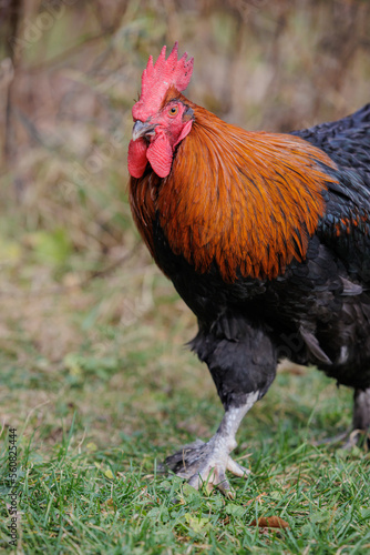 copper maran rooster