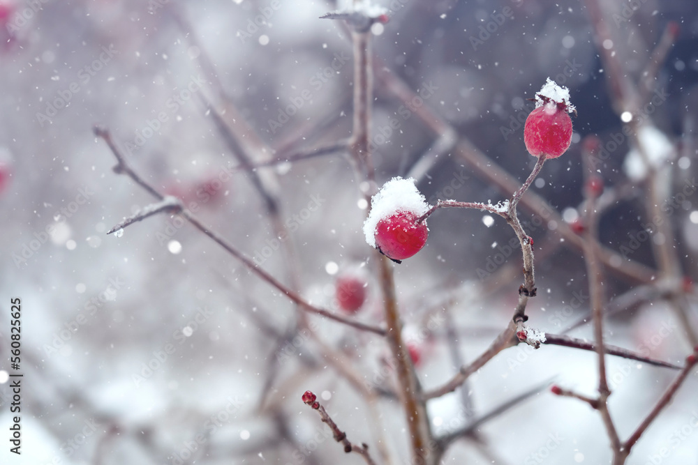 snow-covered branches with red berries .It's snowing. snow-covered branches with red berries .It's snowing.