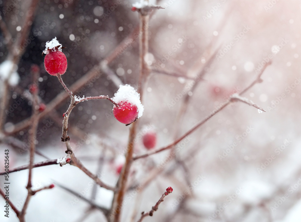 snow-covered branches with red berries .It's snowing. snow-covered branches with red berries .It's snowing.