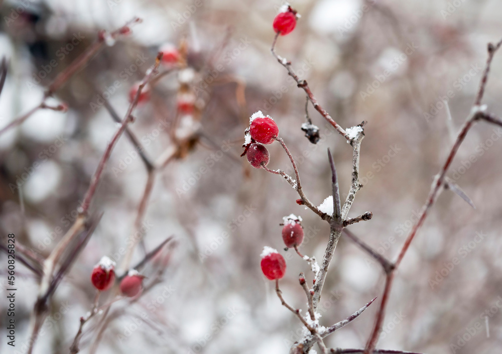 snow-covered branches with red berries . snow-covered branches with red berries .