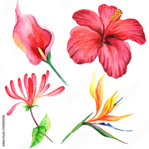  Watercolor tropical flowers isolated on white background.