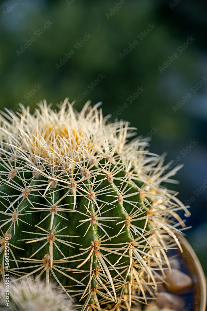 A barrel cactus full of long sharp yellow spikes in a pot with other cacti A barrel cactus full of long sharp yellow spikes in a pot with other cacti