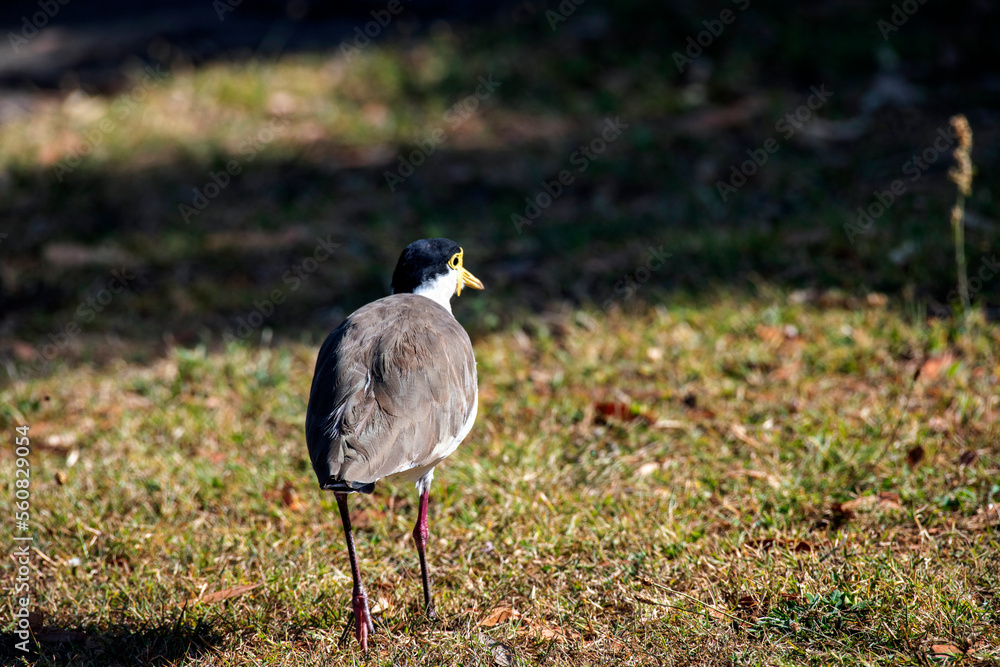 Australian Masked Lapwings (Vanellus miles) Australian Masked Lapwings (Vanellus miles)
