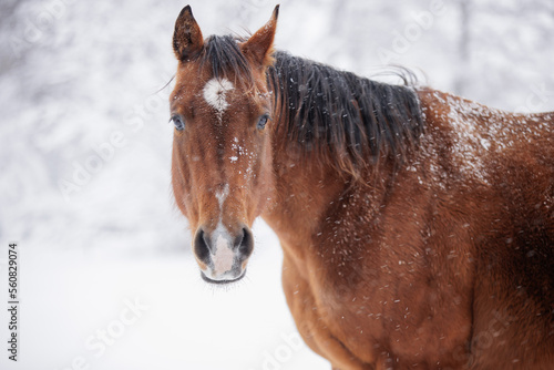 фотографія Bay horse in snow