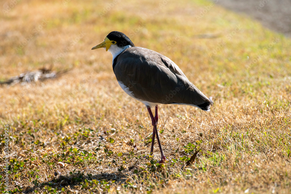 Australian Masked Lapwings (Vanellus miles) Australian Masked Lapwings (Vanellus miles)