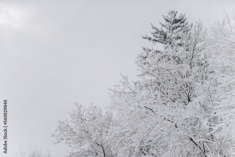 winter hoar frost pine trees