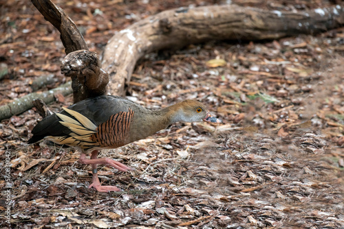 Plumed Whistling-Duck (Dendrocygna eytoni) photo