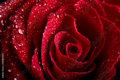 Beautiful red rose flowers and water drops on petals close-up. Macrophotography. selected sharpness. blossom, flowers, flora concept