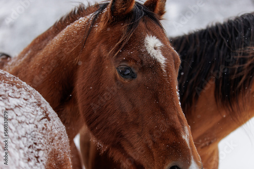 portrait of a horse in snow