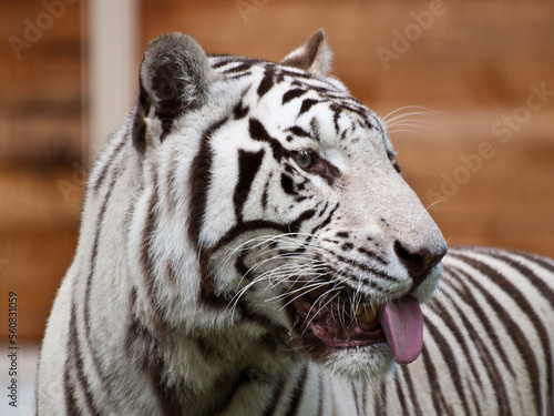 Fototapeta Naklejka Na Ścianę i Meble -  white tiger sticking tongeue out