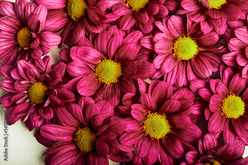 Set of Pink Flowers Heads Isolated  Flat Lay  Close-up  Top View. Pink Purple Blooming Flowers. Aroma  Flora  Herbal Concept