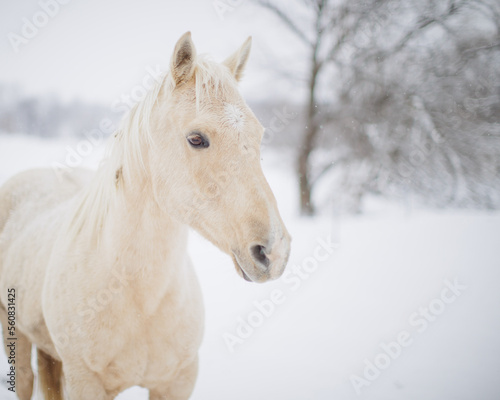 palomino in a snow storm