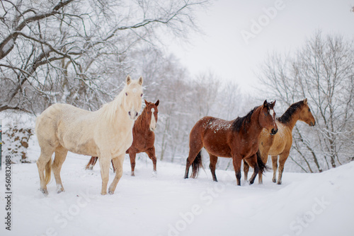 horse herd in snow
