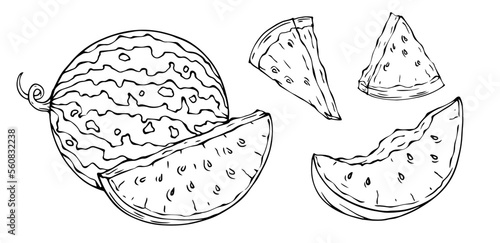 Linear sketches of a summer watermelon and halves of a dietary berry.Vector graphics.