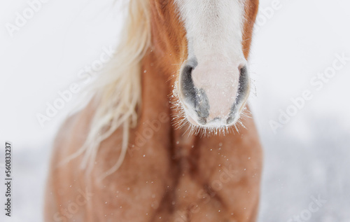 Horse in snow