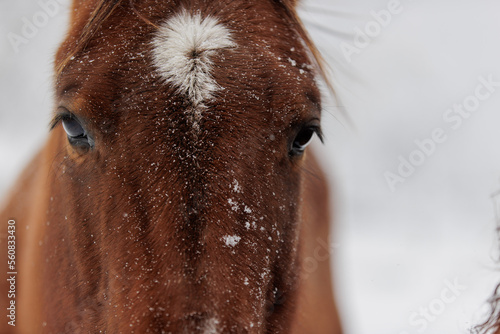 Horse in snow