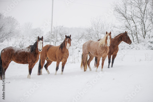 Winter Snow Horses