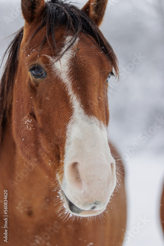 Winter Snow Horses