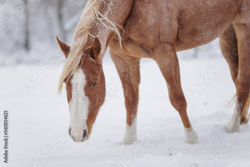 Winter Snow Horses