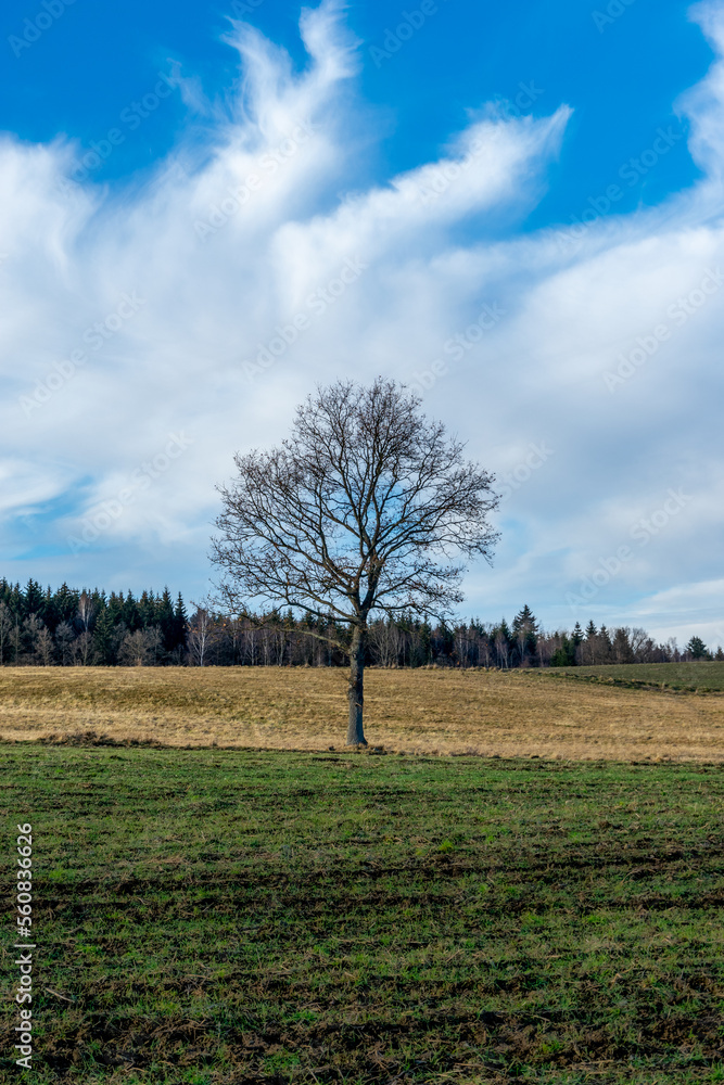 Landscape with trees against the blue sky. Light and shadow. Rudawy Janowickie, Poland. Landscape with trees against the blue sky. Light and shadow. Rudawy Janowickie, Poland.