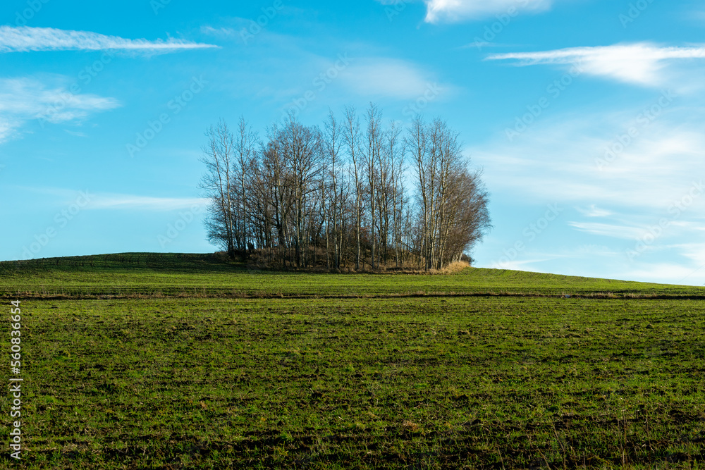 Obraz premium Landscape with trees against the blue sky. Light and shadow. Rudawy Janowickie, Poland.