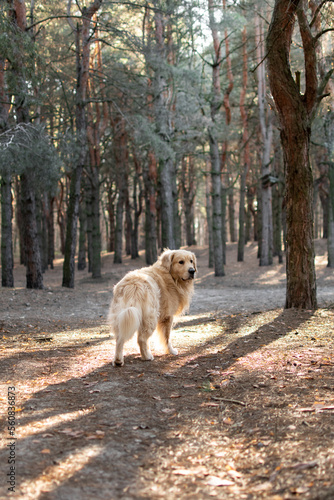 Golden Retriever in a pine forest